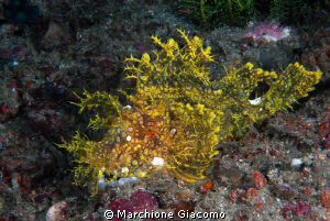 Merlet yellow
Rhinopia
Nikon D200, 60 micro, twin strobo by Marchione Giacomo 